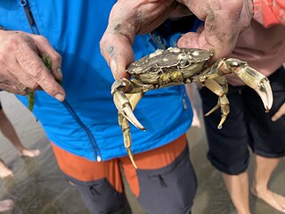 Sommerakademie 2023 - Das blaue Klassenzimmer im Wattenmeer bei Cuxhaven