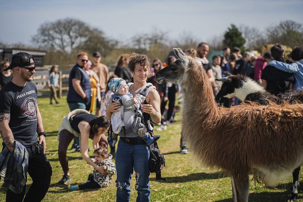 Eine der beliebtesten Veranstaltungen auf der Farm der Hoffnung ist das sogenannte Barmherzige Osterfest, das Marie zusammen mit den Vincours, den Gründer*innen der gemeinnützigen Organisation Zvířata nejíme (etwa „Wir essen keine Tiere“), veranstaltet. Das Ehepaar hat viele der geretteten Tiere auf die Farm gebracht, darunter das Ferkel Milánek. 