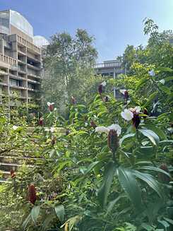 NCBS Campus