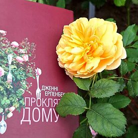 Книжка поряд з квіткою 
