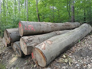 Gefällte Buchen oberhalb von Horní Jiřetín