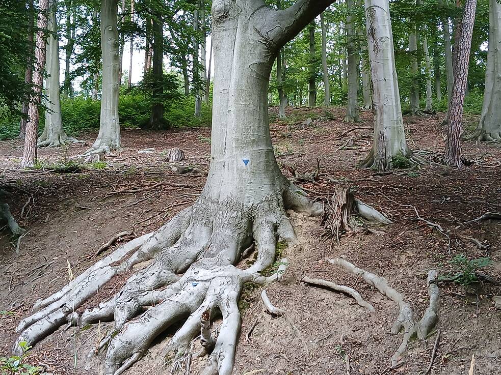 Die sich ausbreitenden Wurzeln einer Buche. Das blaue Dreieck zeigt an, dass die Baumhöhlen Vögeln und anderen Tieren Unterschlupf bieten.