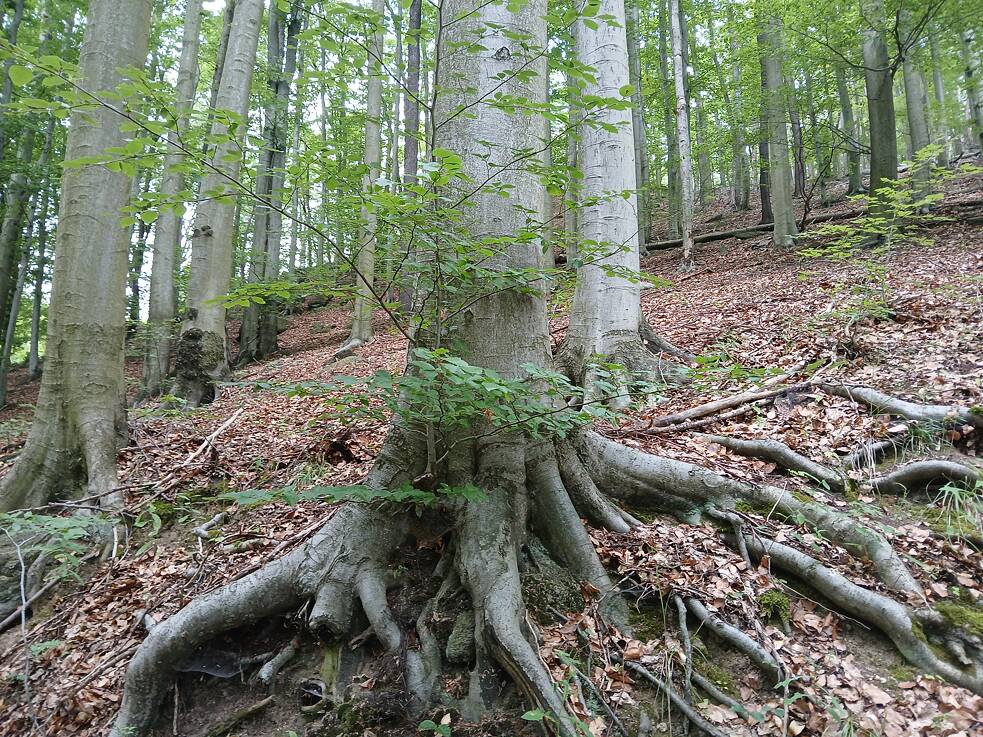 Die großen Bäume helfen den jungen Bäumen bei der Nährstoffversorgung.