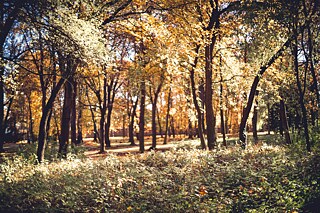 Der erste tschechische Naturfriedhof Wald der Erinnerungen (Les vzpomínek)
