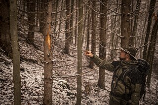 Martin Toman zeigt den Schaden an einer Fichte durch den Biss eines Rehs