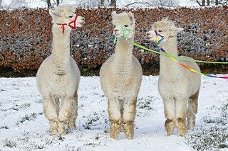 Three alpacas in the snow