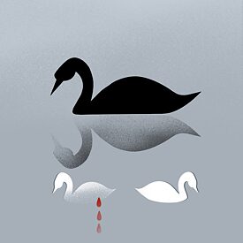 Чорний лебідь плаває на воді, у його відображенні є водночас два білих лебедя