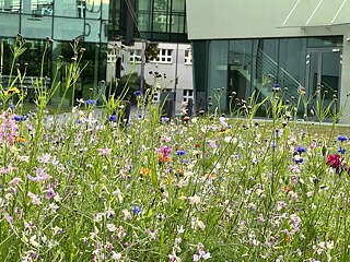 Blumenwiese, Akademie der Schönen Künste Kattowitz