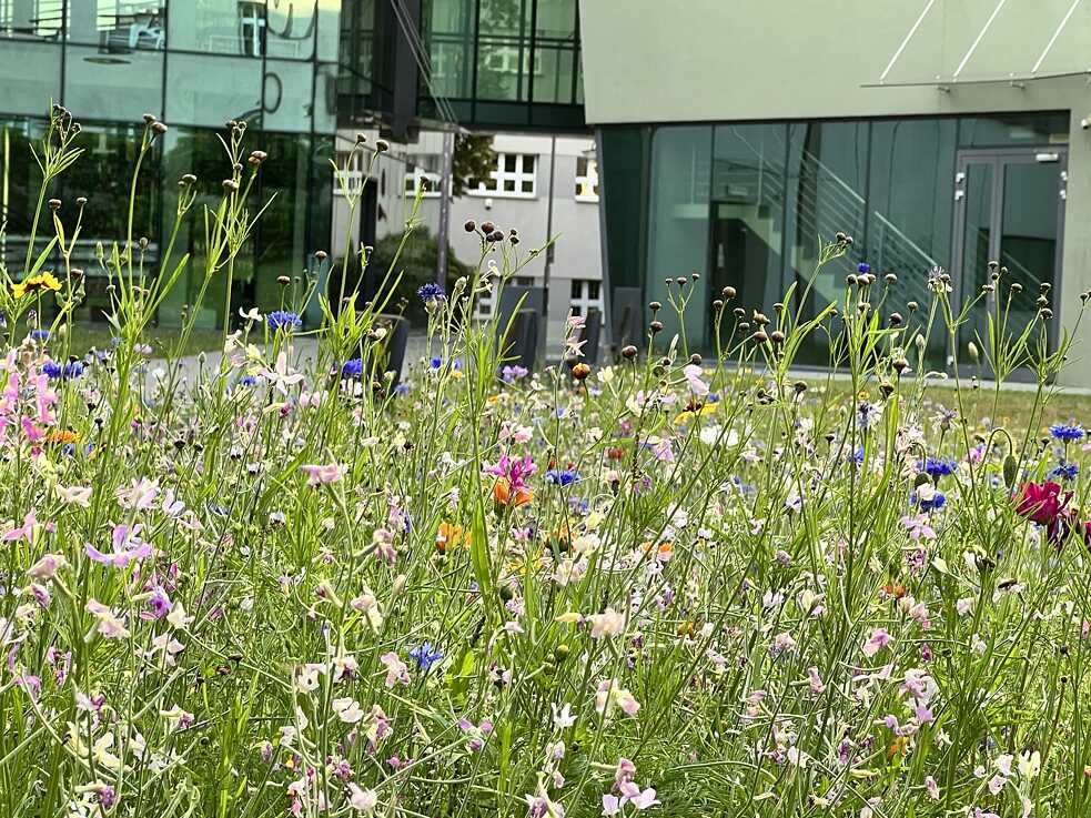 Blumenwiese, Akademie der Schönen Künste Kattowitz