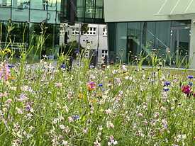 Blumenwiese, Akademie der Schönen Künste Kattowitz