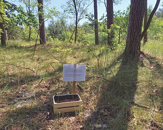Überwuchern + Botschaft der Natur, Stettin