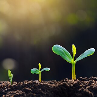 Sprösslinge aus der Erde