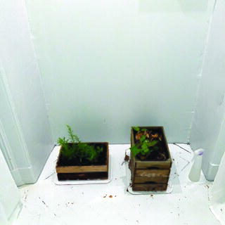 Überwuchern + Botschaft der Natur, Stettin