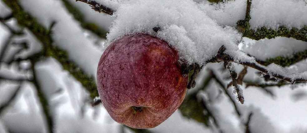Der letzte Apfel in Nachbars Garten