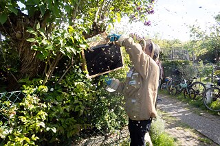 A beekeeper captures a swarm of bees in an allotment garden