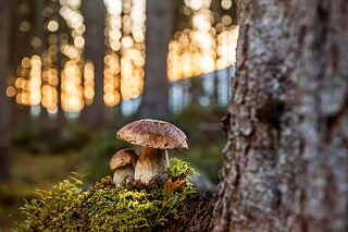 A porcini mushroom can be seen in the centre of the picture, to the right of it a tree trunk out of focus, in the background it is dusk.