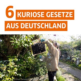 Bild: Ein Imker steht bei einem Bienenstock im Grünen. Text: 6 kuriose Gesetze aus Deutschland. 