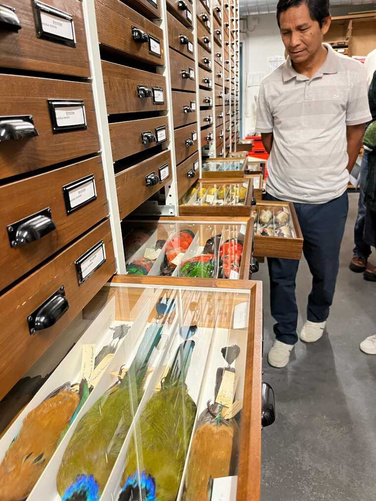 Sammlung der von Spix und Martius mitgebrachten Vögel, SNSB - Zoologische Staatssammlung München Archiv