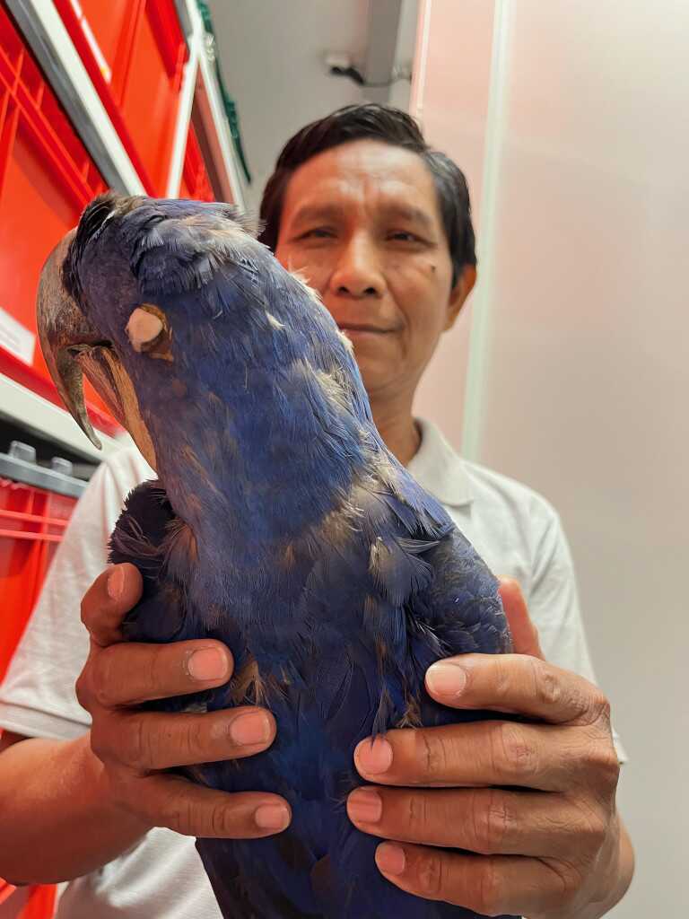 João Paulo Lima Barreto hält den von Spix gesammelten blauen Ara im Archiv der SNSB - Zoologische Staatssammlung München in der Hand