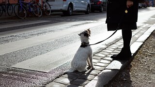 Hund sitzt auf der Straße