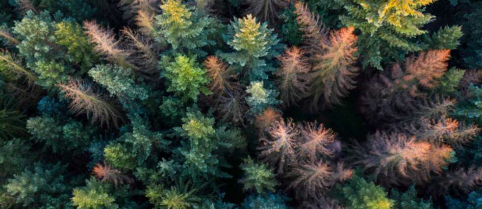 Bird's eye view of a coniferous forest. Some of the trees look diseased and broken. 