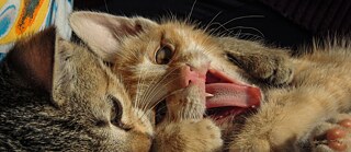  Two kittens snuggling closely, one yawning with its mouth wide open. © © Unsplash Aussprache Training
