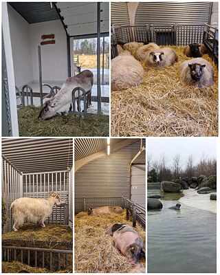 Fotocollage von einem Bauernhof in Reykjavik