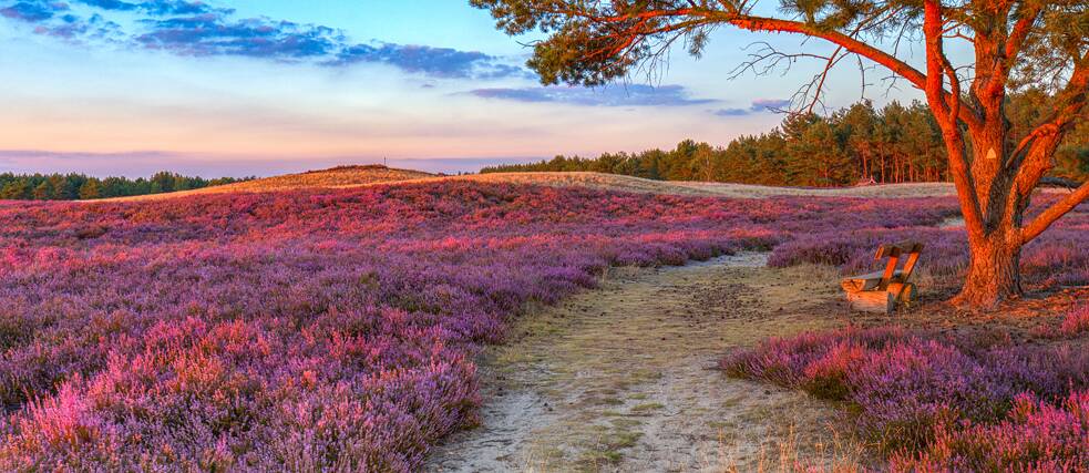 Anyone who comes to the Wendland in late summer can experience the vibrant colours of the blooming heather and visit the Nemitz Heath conservation area. 