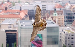 Wanderfalke fliegt über Leipzig