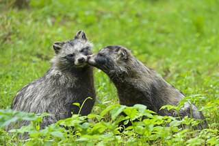 Gerne in geselliger Zweisamkeit: Marderhunde