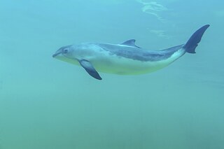 Schweinswal – scheinbar lächelnd – unter Wasser