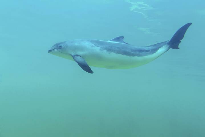 Schweinswal – scheinbar lächelnd – unter Wasser