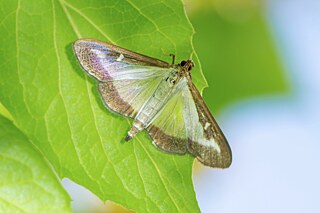 Buchsbaumzünsler auf einem Blatt