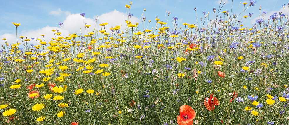 Man sieht verschiedene Blumen in allen Farben, dahinter blauen Himmel.