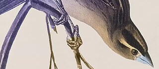 Iris Wolff Glimmer of Light Book Cover