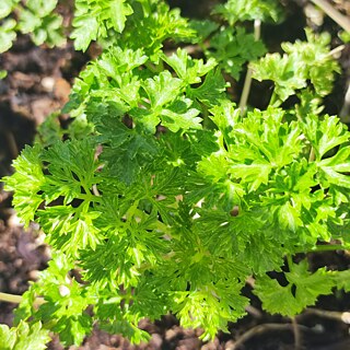 Im Topf wächst grüne Petersilie