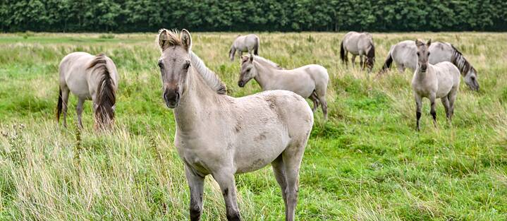 Wild horses – in Germany? Yes, entire herds of wild horses can even be spotted in the Elbe Value Floodplains near Lenzen. 