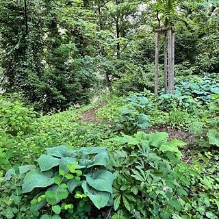 Das Grün auf Žofín