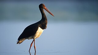 Auf dem Bild sieht man einen Storch in einem Flussbett.