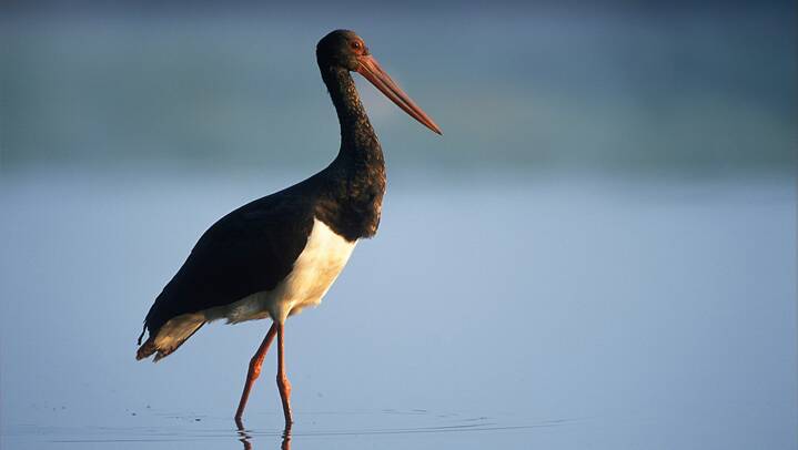 Auf dem Bild sieht man einen Storch in einem Flussbett.