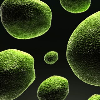 Wie helfen uns Bakterien? 