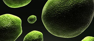 Wie helfen uns Bakterien? 