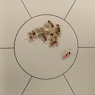  Самоорганизация животных 