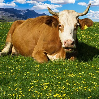 Eine Kuh liegen auf einer Wiese.