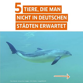 Tiere, die man nicht in deutschen Städten erwartet, zu sehen ist ein Schweinswal