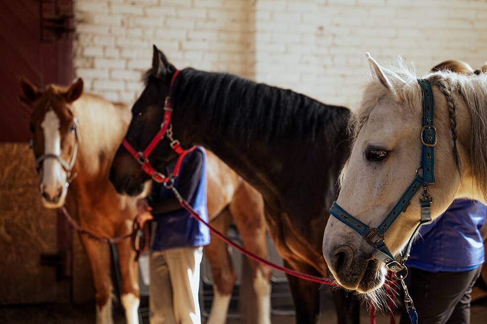 Тренери вишукують коней у ряд та готують до контакту із ветеранами