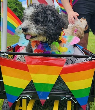 Ein Hund in Pride-Farben