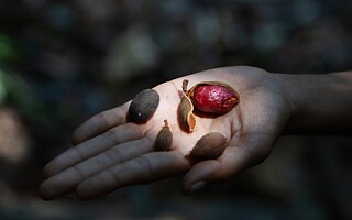 Farmers of the forest, 2024