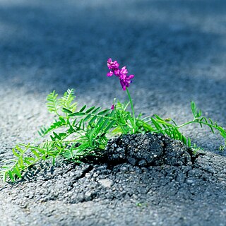Eine Blume wächst durch den Asphalt