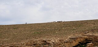 Negev Wüste mit Beduinen und Ziegen